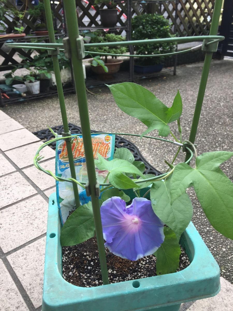 ［花チャレ］垣根朝顔でたくさんの花💐 もう、１輪目の花が咲きました(６月８日）