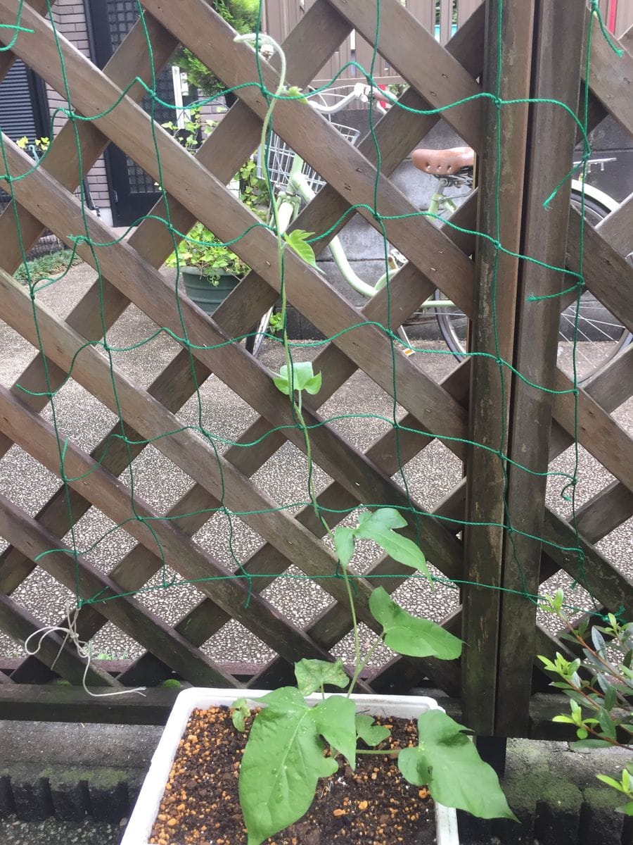 ［花チャレ］垣根朝顔でたくさんの花💐 移植しなかった苗ですが②(６月８日）