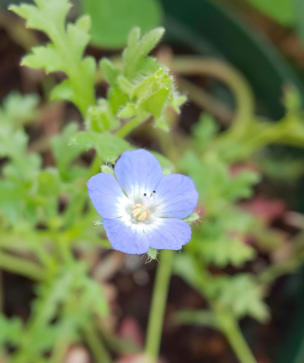 風になびくネモフィラを種から育てる 🎊開花🎊