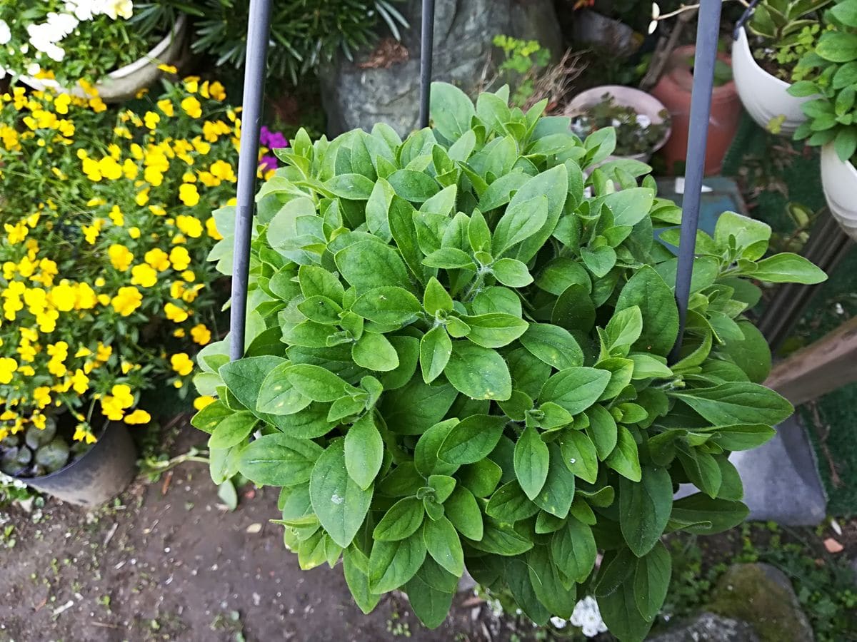 ペチュニア、花いっぱいをめざして もりもりです