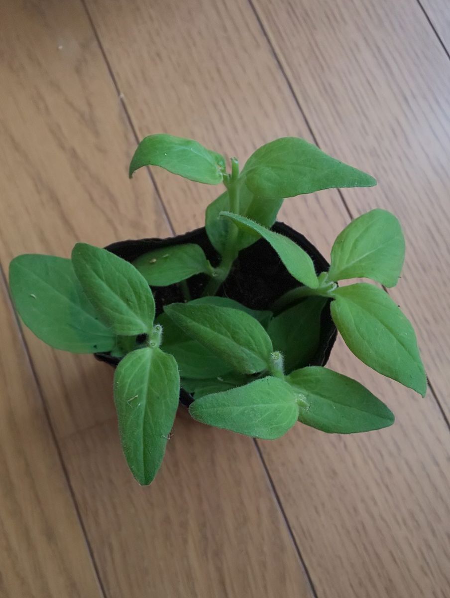 満天の星を咲かせるチャレンジ ペチュニア  純翠 挿し芽🌱