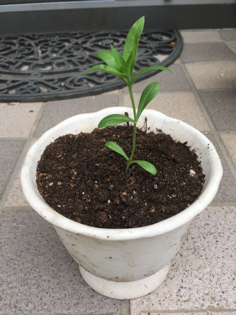 ピンクのフロックス 種から沢山育てたい💓 鉢に植え替えています(^ ^)