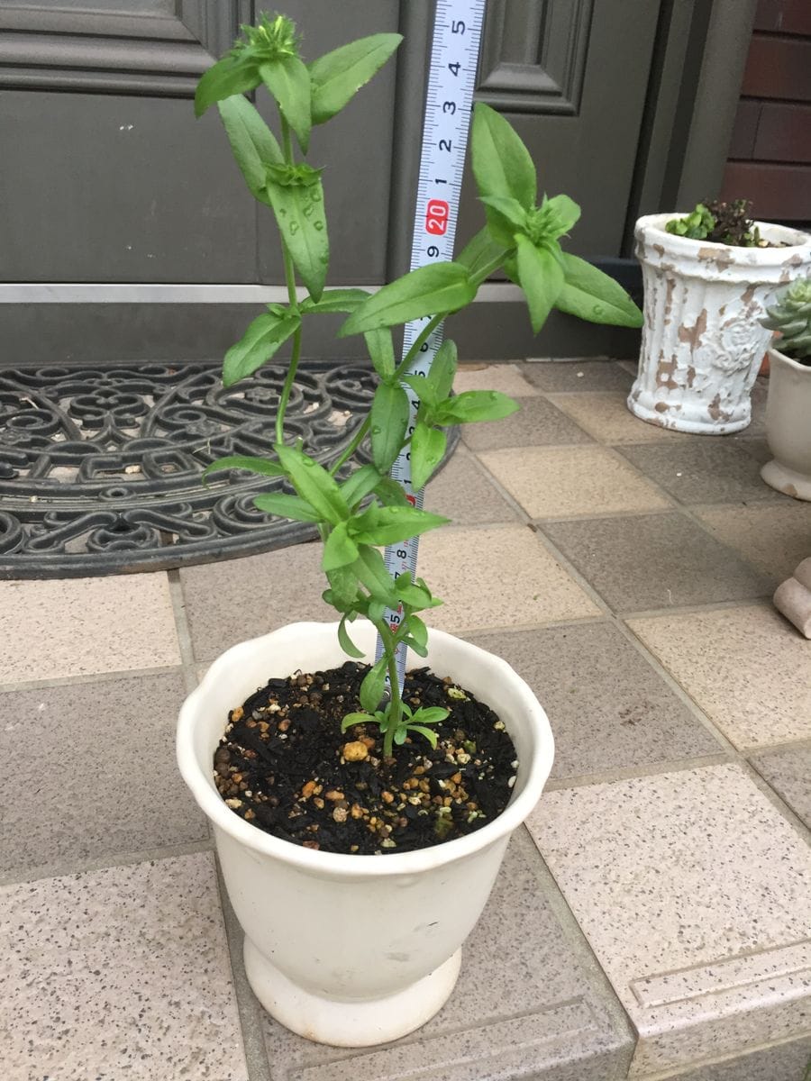 ピンクのフロックス 種から沢山育てたい💓 花チャレンジ最終日前日の様子💕