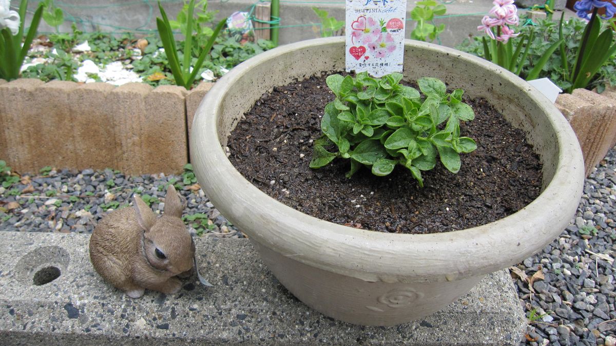 花言葉「咲きたての笑顔」が気に入りました♡ 溢れんばかりに咲くことを願います。