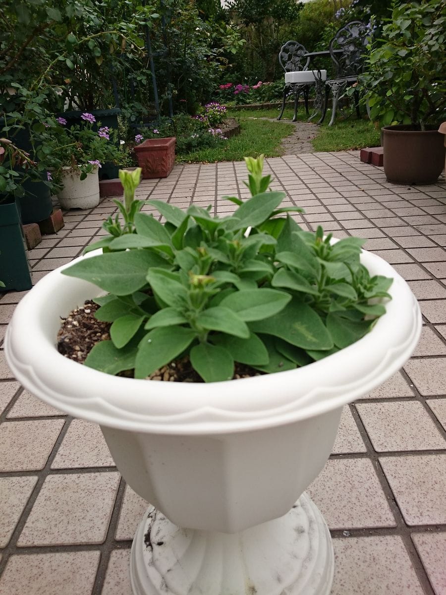 小さい種からペチュニアを育てたい。 脇芽が伸びて、蕾も膨らんできました。