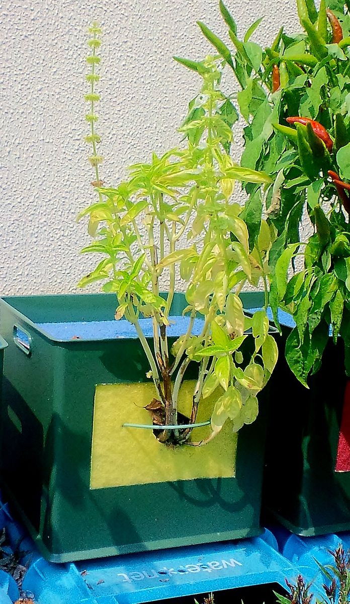 タテニワ・垂直栽培　収納ボックスでスイートバジル追加栽培🄬（終了）  2019/8/2 初回栽培終了