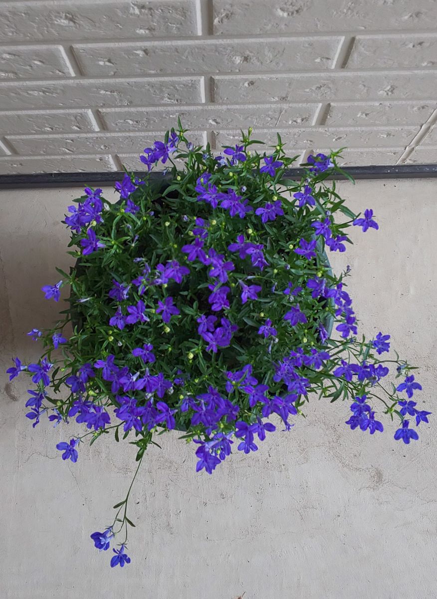凉を呼ぶロベリアで、美しい青の花色を楽しむ どんどん咲いて～🎵