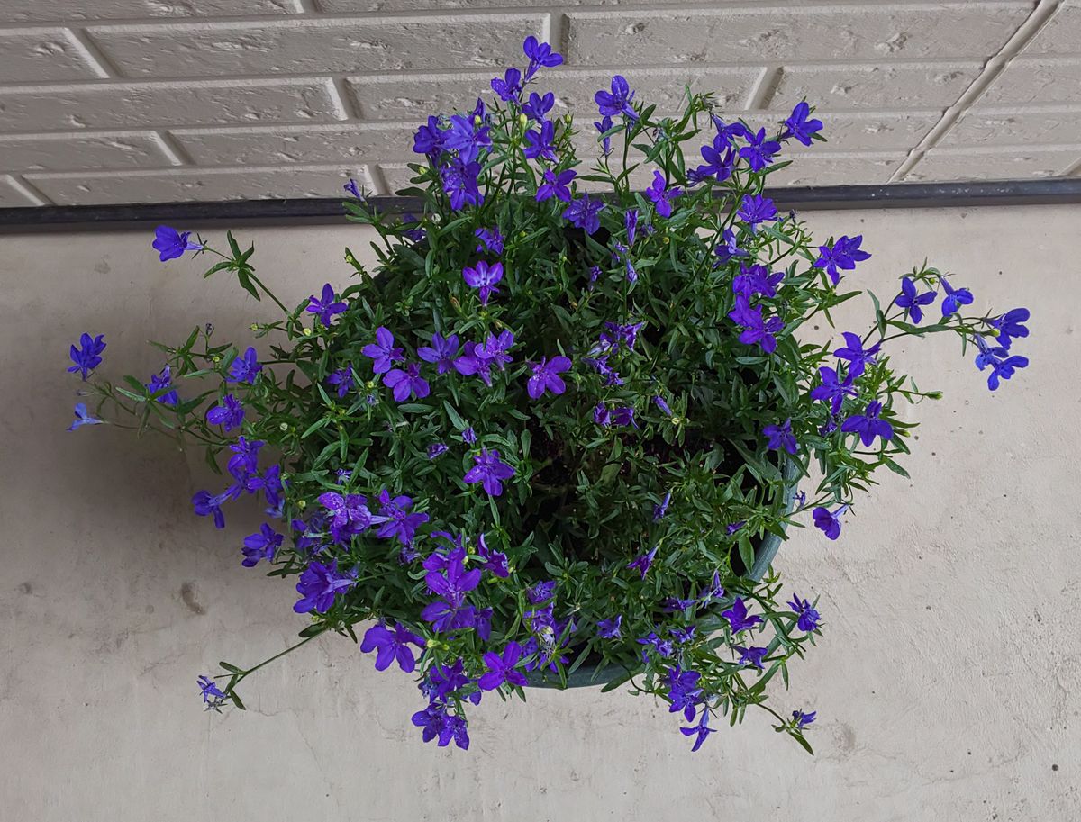 凉を呼ぶロベリアで、美しい青の花色を楽しむ 終わり～😀