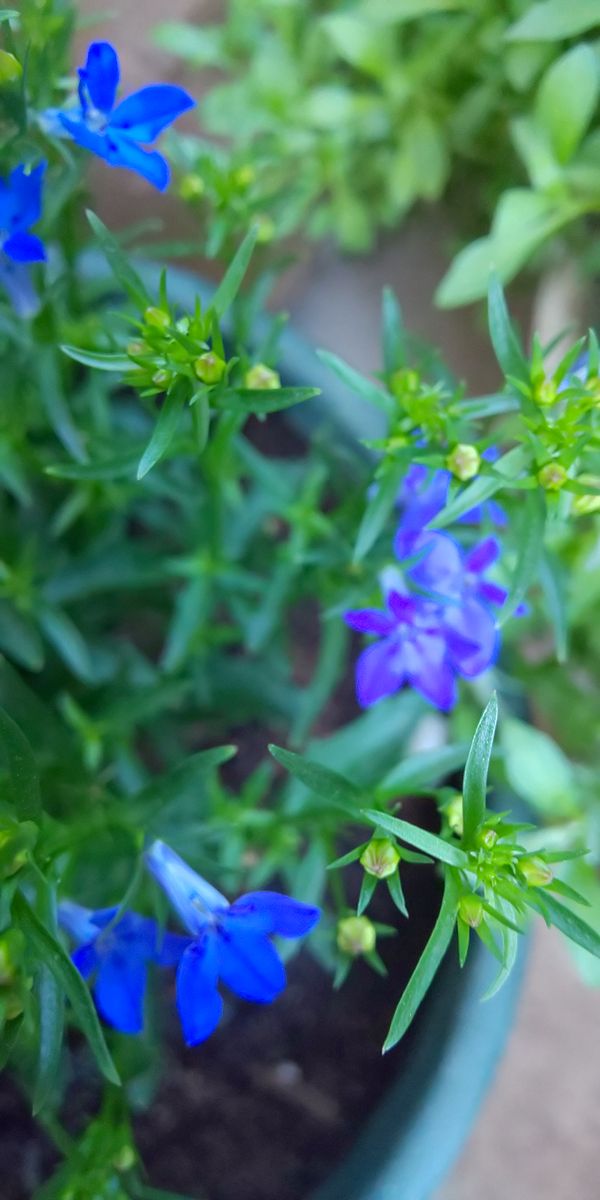 凉を呼ぶロベリアで、美しい青の花色を楽しむ 開花してきた・・