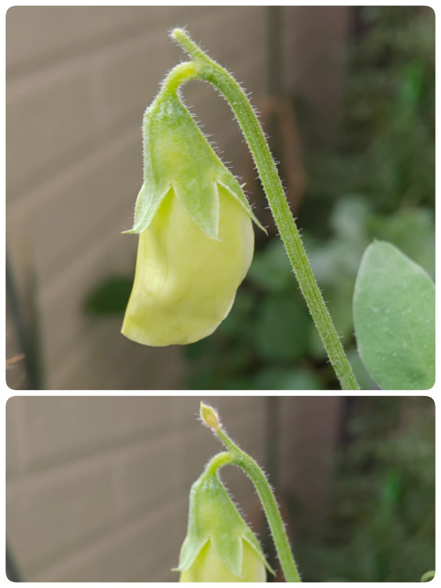 🎵赤いスイートピー世代による 種からチャレンジ スイートピー ２番目の花、間に合いそう❗️