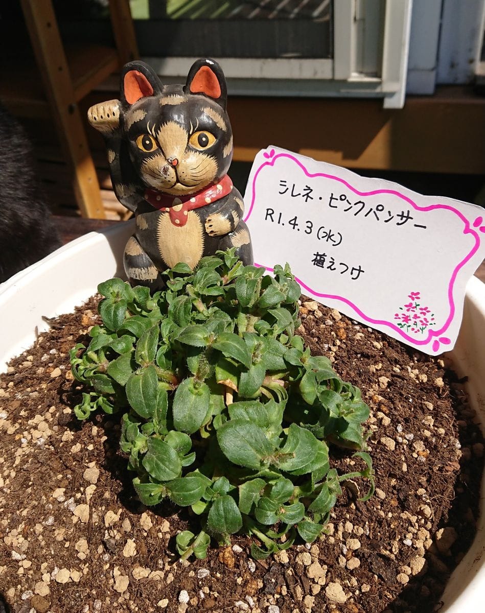 シレネ・ピンクパンサーでピンクの楽園を作ろう！ 植え付け完成！！