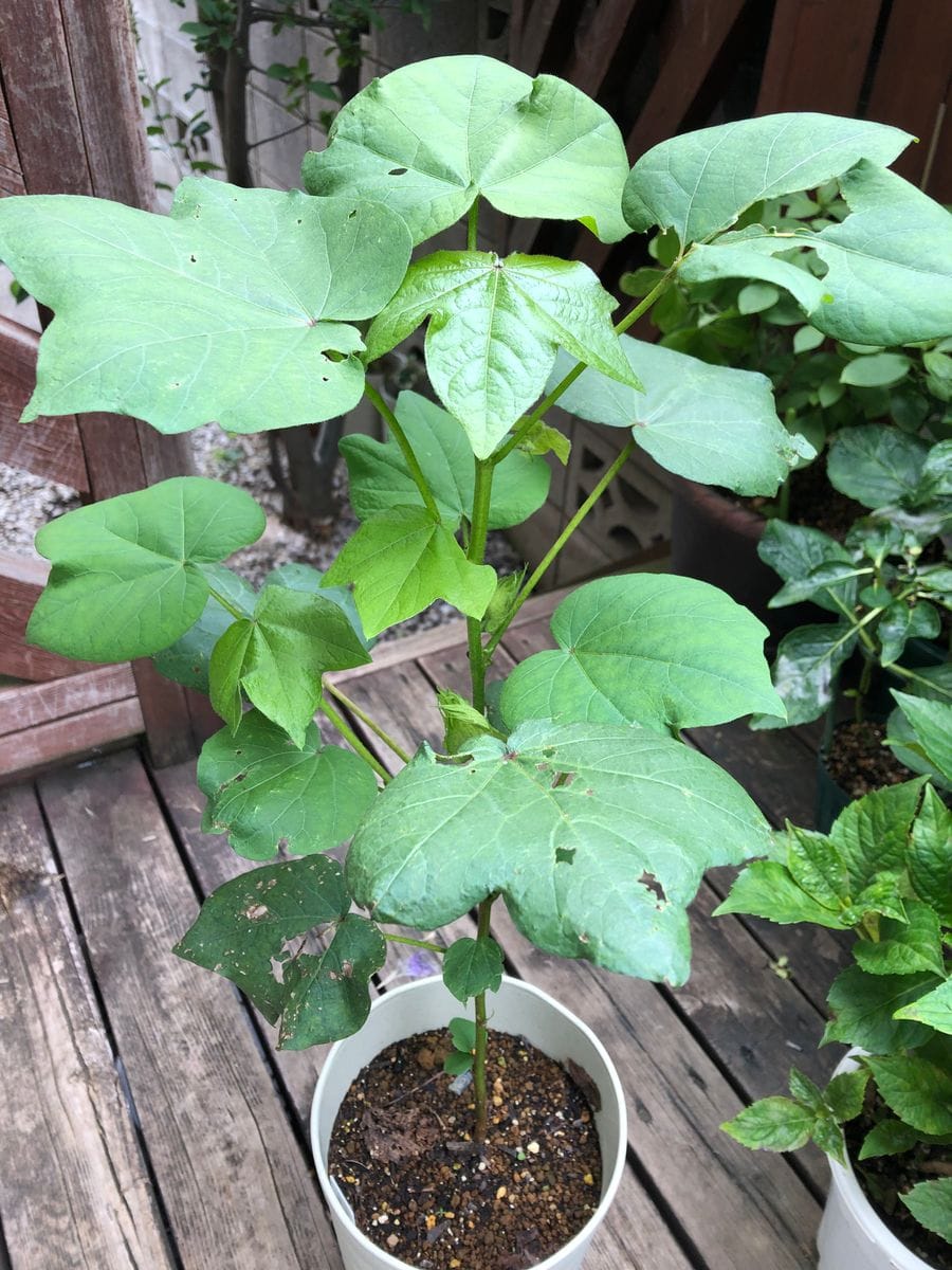 種から綿の花を見てみたい 大きくなっています