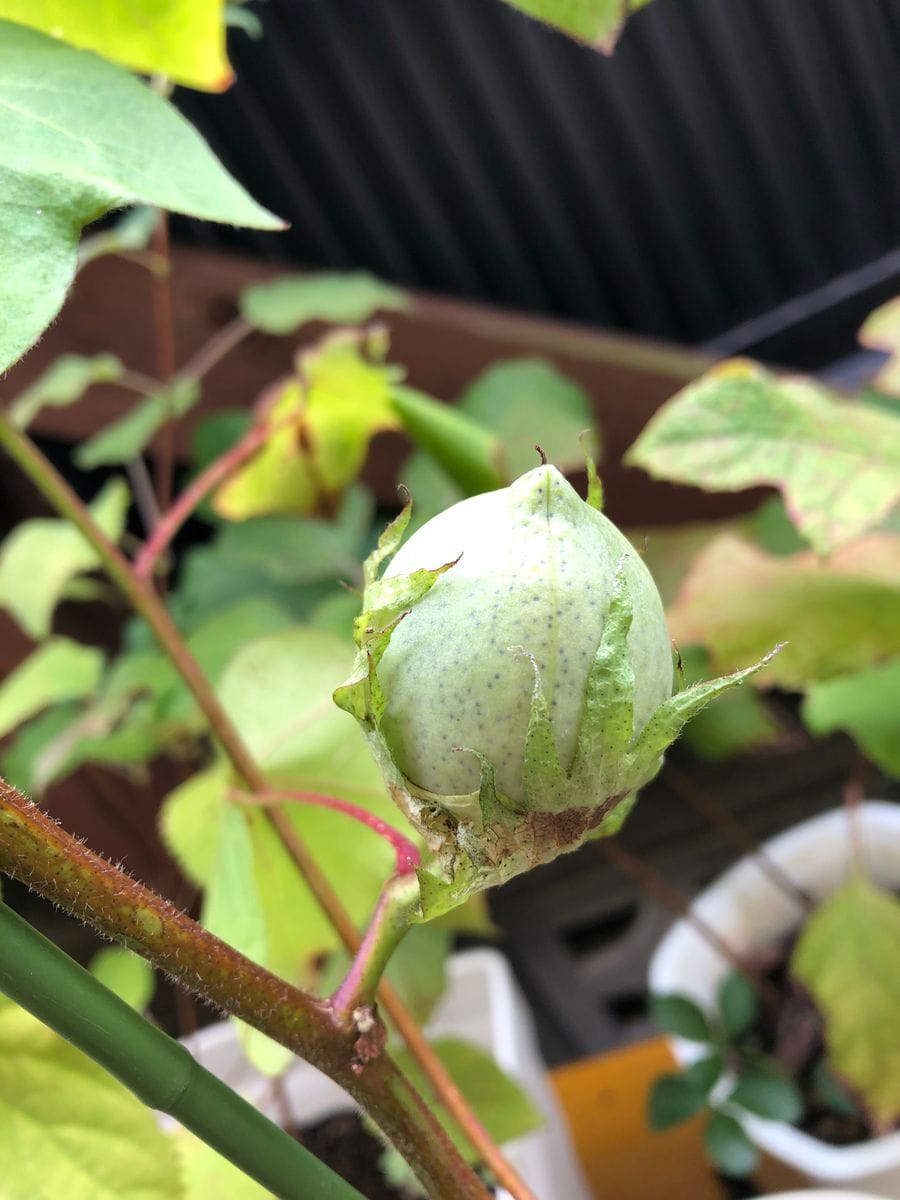 種から綿の花を見てみたい 硬い袋？