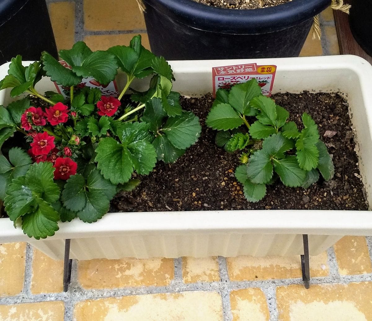 お花を楽しみつつイチゴをたくさん食べたい 花の奇形