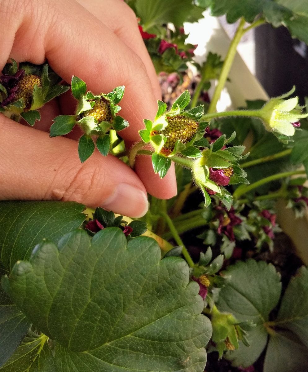 お花を楽しみつつイチゴをたくさん食べたい 結実かな