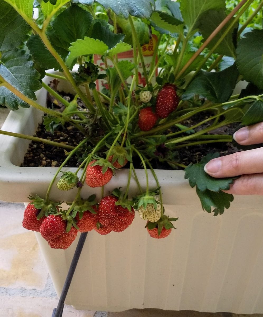 お花を楽しみつつイチゴをたくさん食べたい 左側