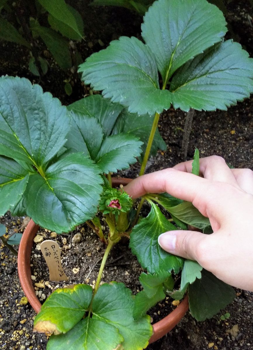 お花を楽しみつつイチゴをたくさん食べたい 太郎くん