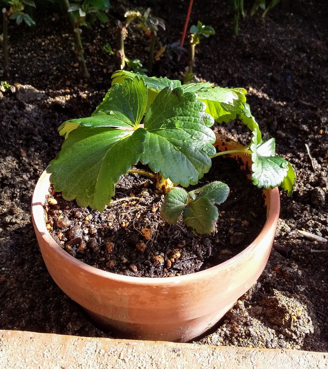 お花を楽しみつつイチゴをたくさん食べたい 太郎