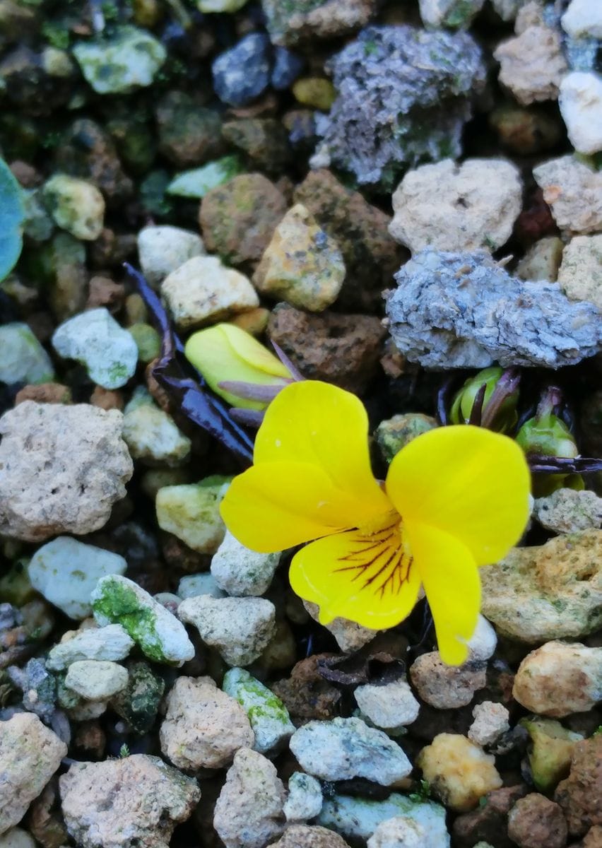 山野草エゾキスミレ初挑戦 開花