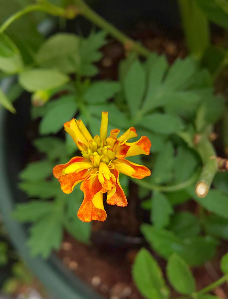  シックな赤よ再び ！  昨年の花種からの花チャレンジ 嫌～な予感😰