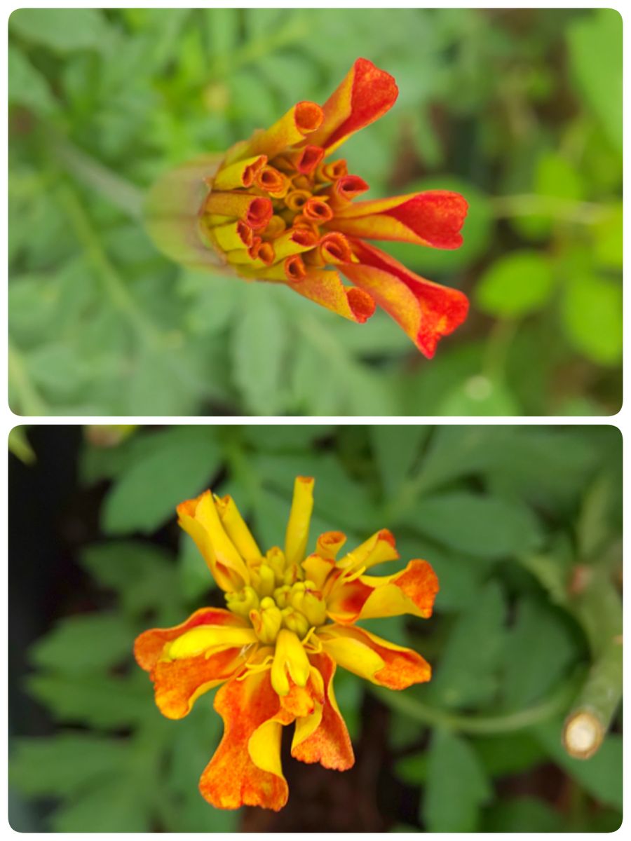  シックな赤よ再び ！  昨年の花種からの花チャレンジ 色がでてきました