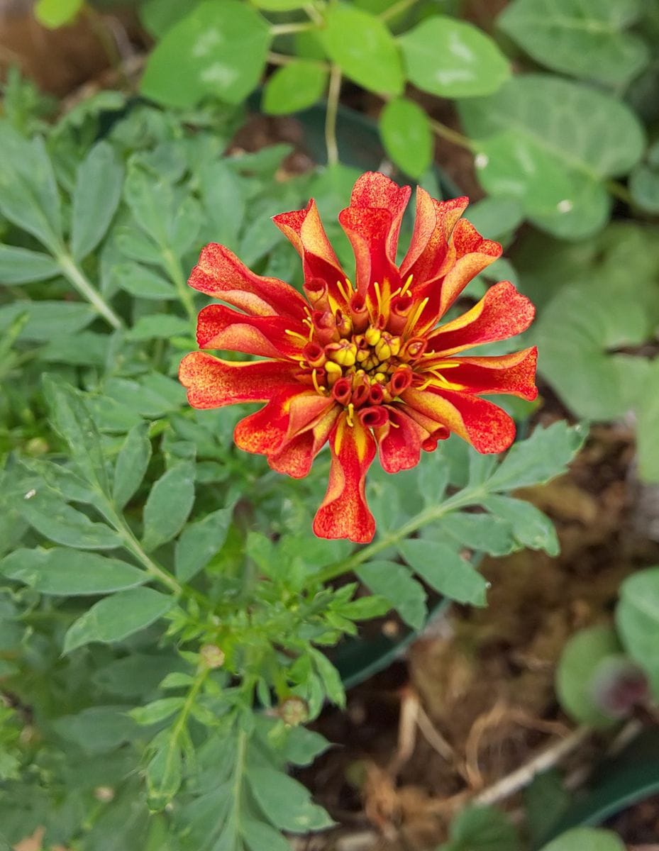  シックな赤よ再び ！  昨年の花種からの花チャレンジ 紅いですよね❗️❓️