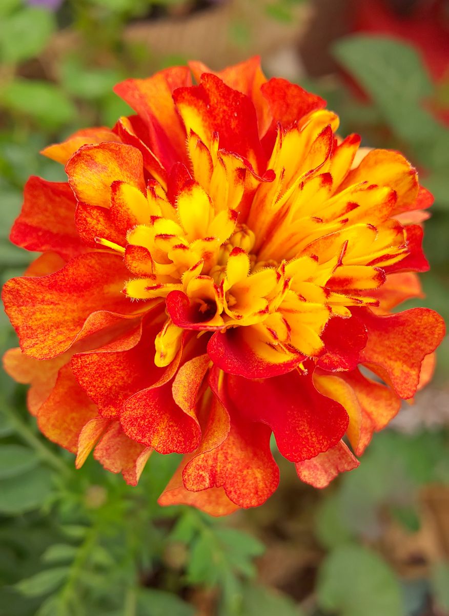  シックな赤よ再び ！  昨年の花種からの花チャレンジ お花の中の花に気づく✨