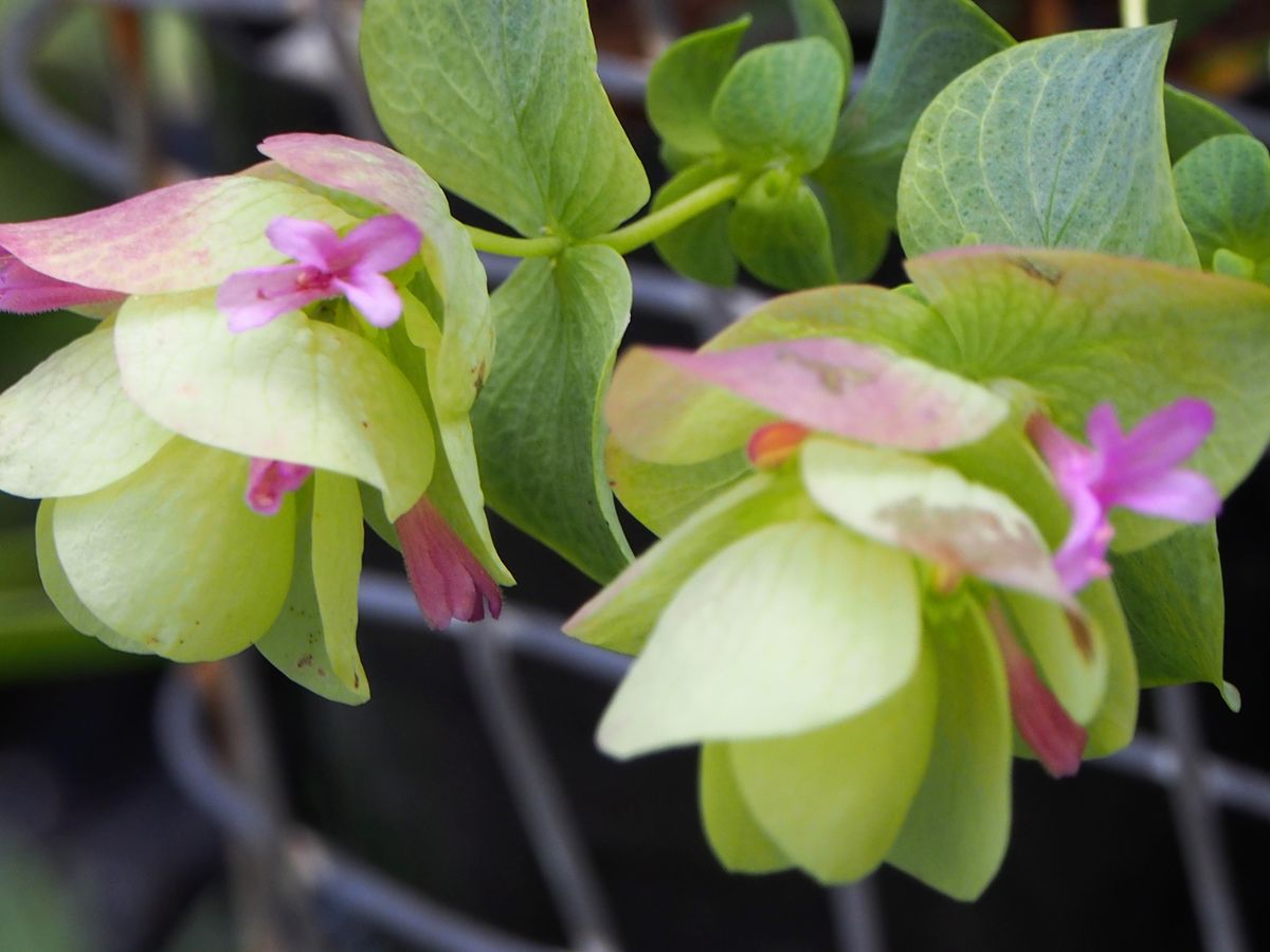 花オレガノを種から ピンクの小さな花のアップです。