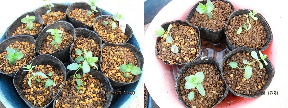 花オレガノを種から 3号黒ポットに1つずつ植える。