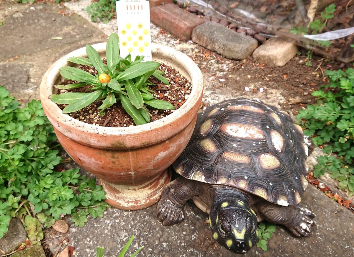 レモン色の夏に向かってコロロ前進！！ これから、これから♪