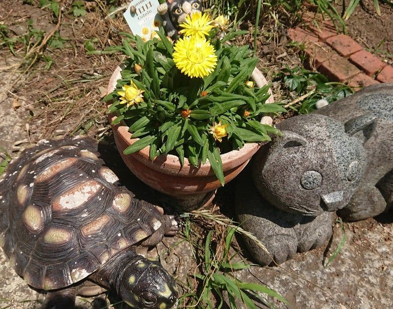 レモン色の夏に向かってコロロ前進！！ お花が増えてきました