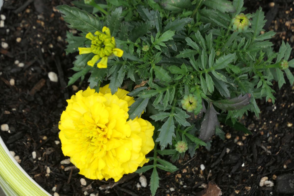 大きく育てます　丁寧な切り戻しを心掛けます 　4/27　花が咲きました