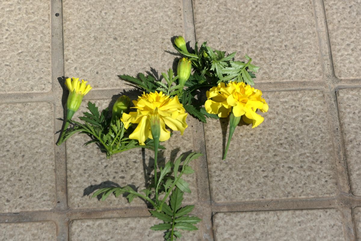 大きく育てます　丁寧な切り戻しを心掛けます 花と蕾を切りました。