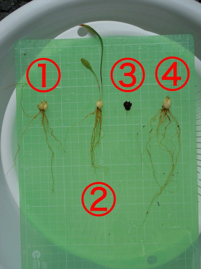 ササユリの実生(1/2) 植え替え(2/3)