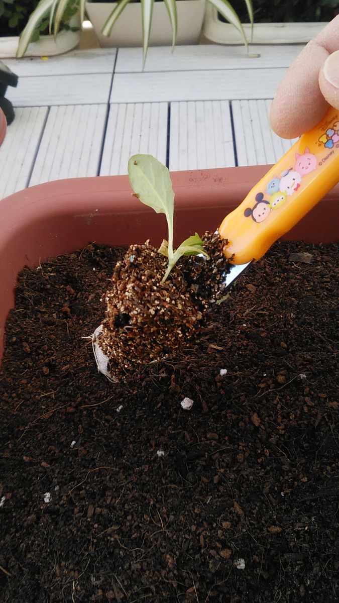 災害用にたべれればいいなの野菜 スプーンで移植