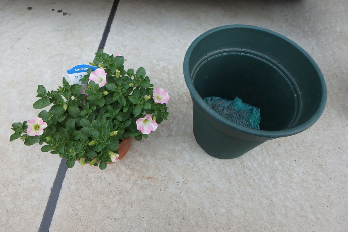 サフィニアで花チャレ挑戦だ～！ 鉢増しを行いました。（作業前）