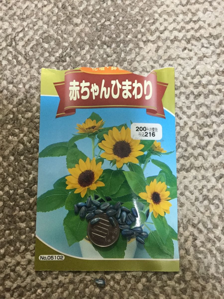 赤ちゃんひまわり育てます〜追悼・西城秀樹さん〜『あなたのことを忘れ