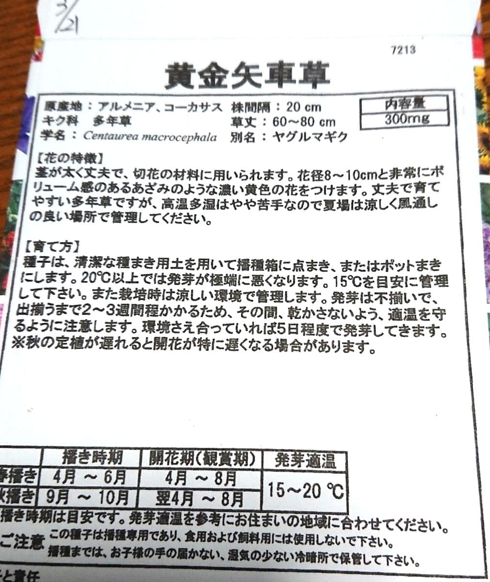 黄金矢車草に挑戦😃 3/21 種まき