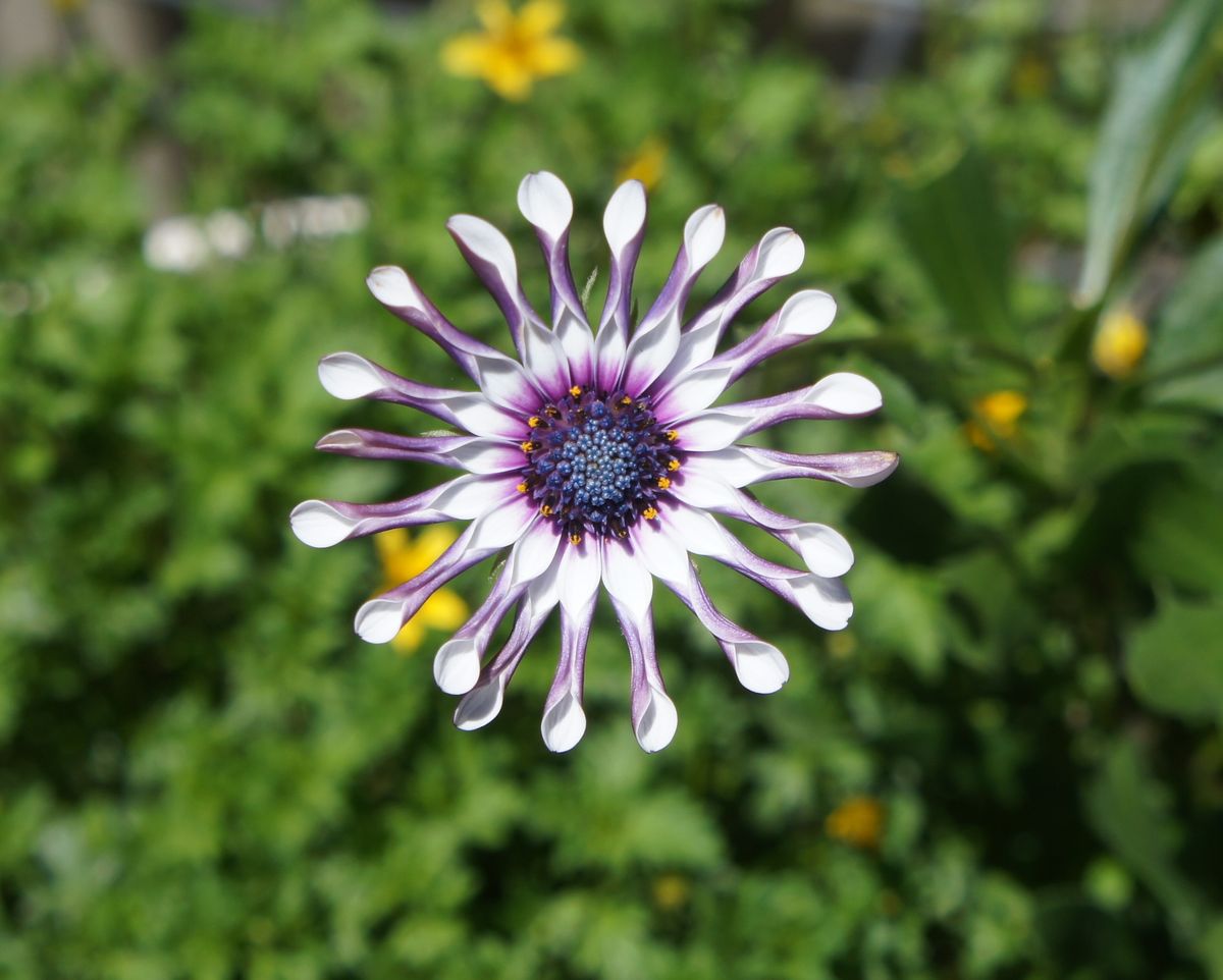 変わった花ビラのまま育てられるかチャレンジです。 最後の花