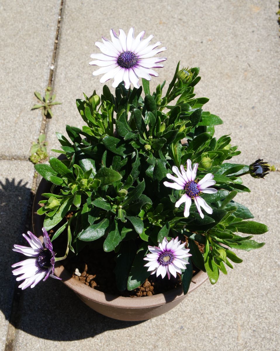 変わった花ビラのまま育てられるかチャレンジです。 植えつけて10日