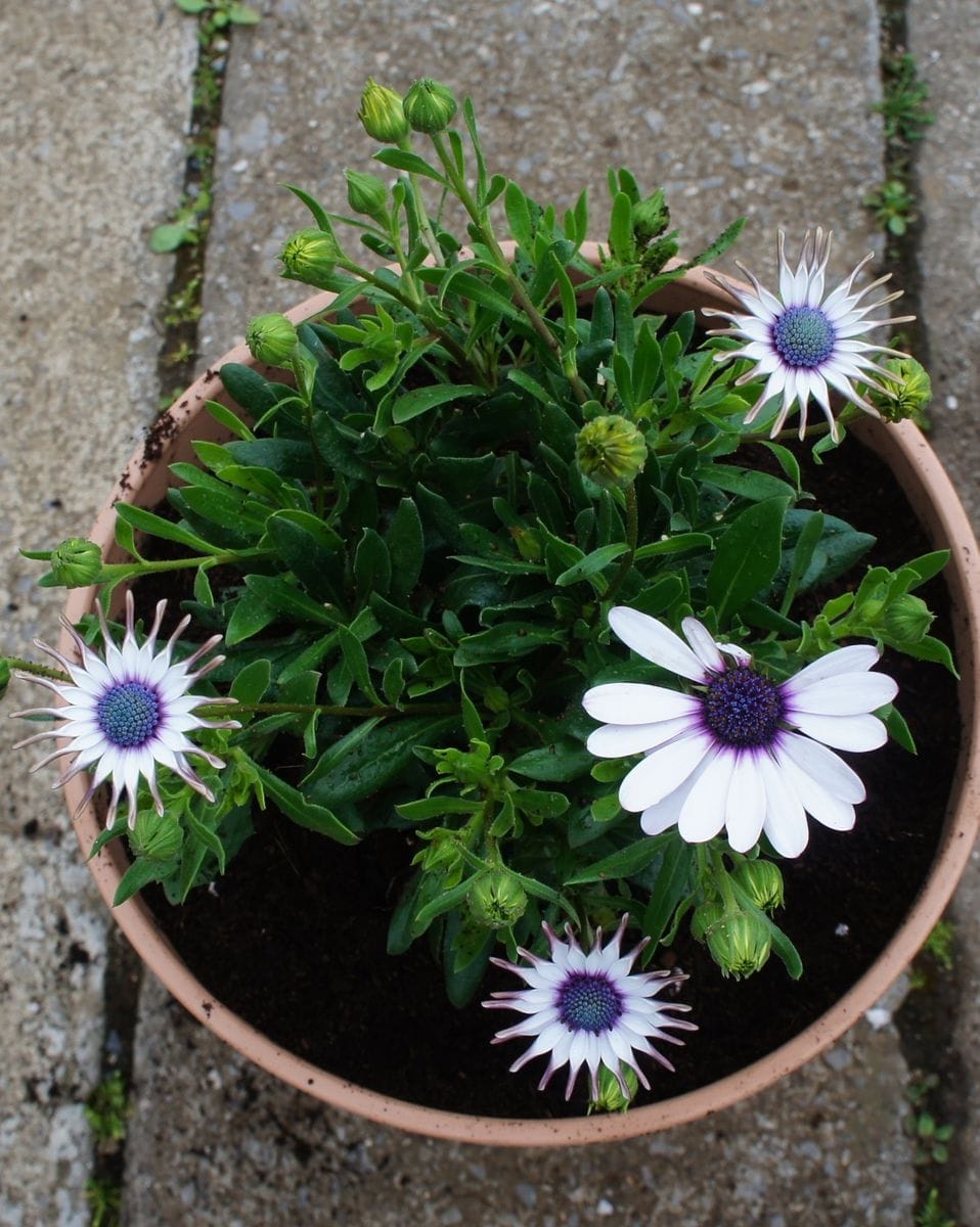 変わった花ビラのまま育てられるかチャレンジです。 植え替えました。