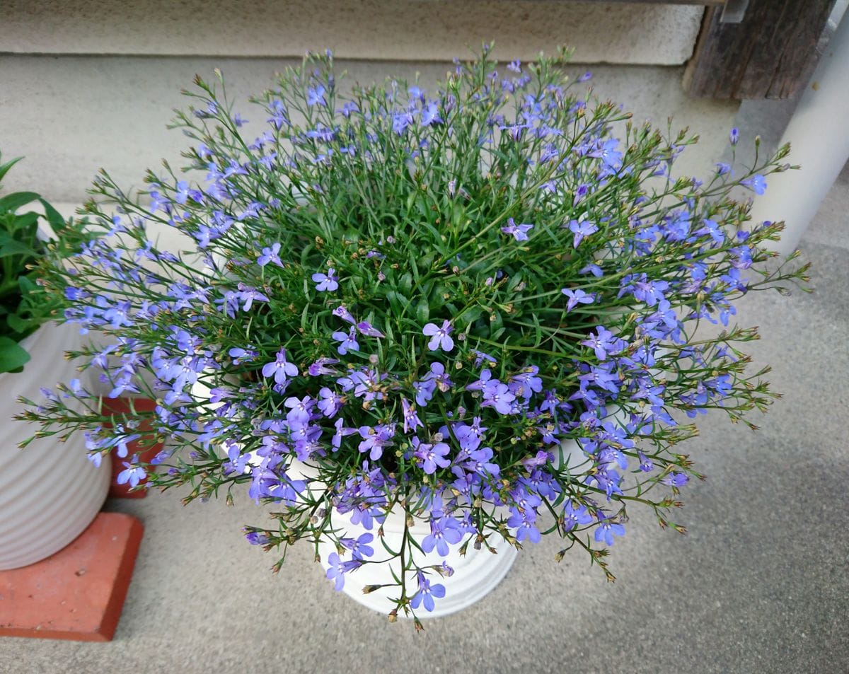 アズーロコンパクトをふんわりこんもり咲かせるチャレンジ♪ 花が増えました！