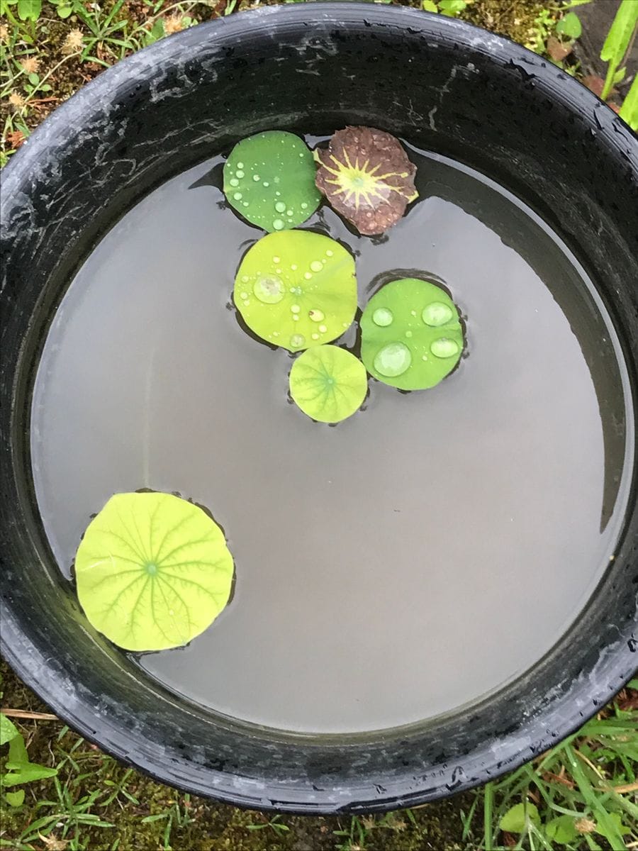 蓮を種から育ててみます。花が咲くといいなぁ。 初施肥から2週間