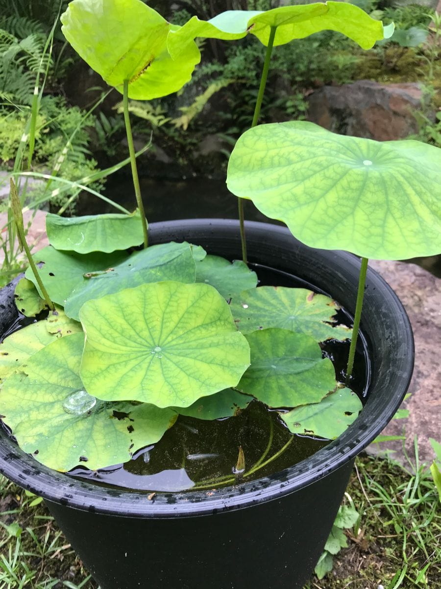 蓮を種から育ててみます。花が咲くといいなぁ。 めだかちゃん