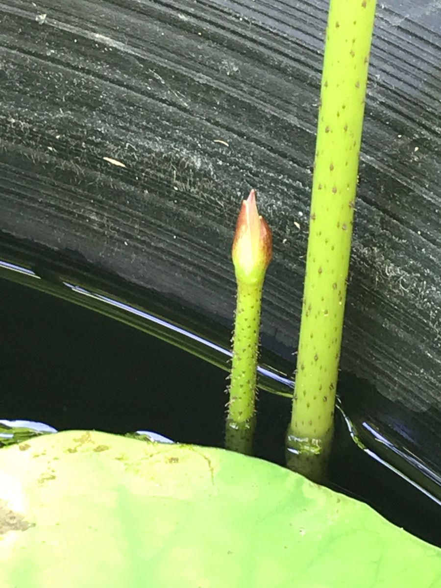 蓮を種から育ててみます。花が咲くといいなぁ。 花芽？！