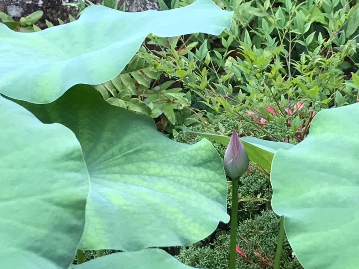 蓮を種から育ててみます。花が咲くといいなぁ。 蕾発見から一週間