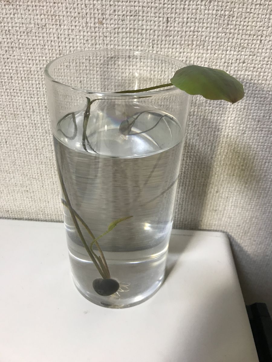 蓮を種から育ててみます。花が咲くといいなぁ。 葉が丸くなりました