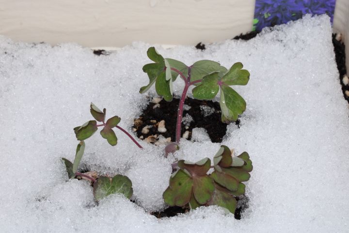 再チャレンジ　オダマキよきれいに咲いてね ４月１日になんと雪に降られました。