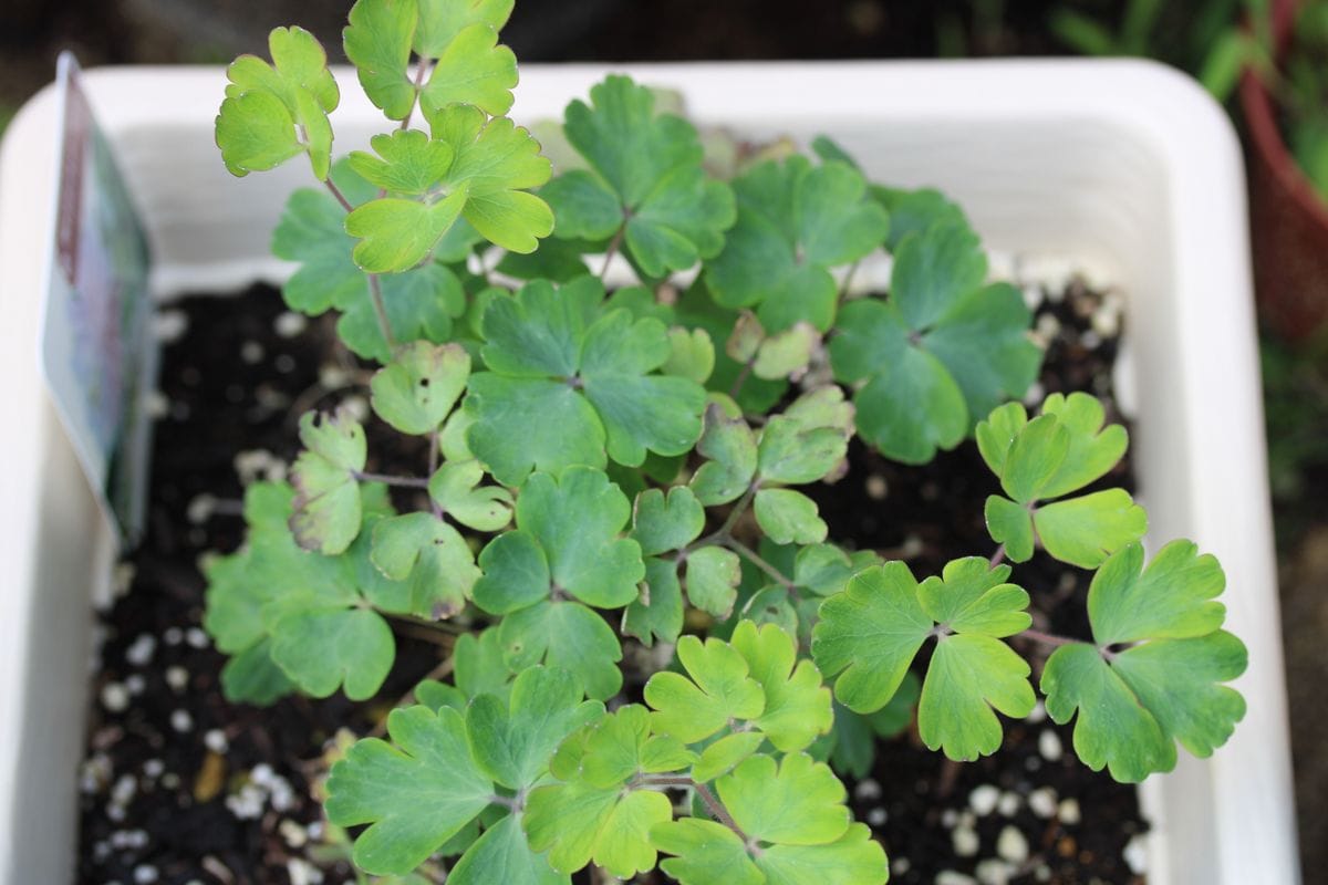 再チャレンジ　オダマキよきれいに咲いてね 太陽の力で葉が茂る