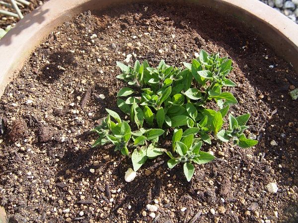 モリモリの星の花を咲かせたい♪ 鉢植え完了♪